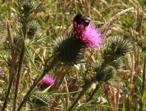 bees on a thistle