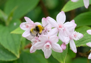 Bee On A Beautiful Flower
