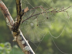 spider-web-tree-branches-pattern-39494